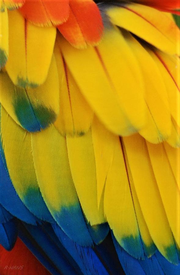 Macaw Feathers I V Photograph by Rob Hans