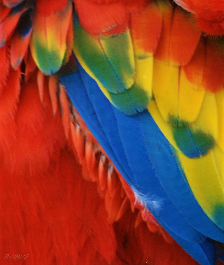 Macaw Feathers V Photograph by Rob Hans