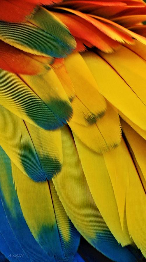 Macaw Feathers I Photograph by Rob Hans