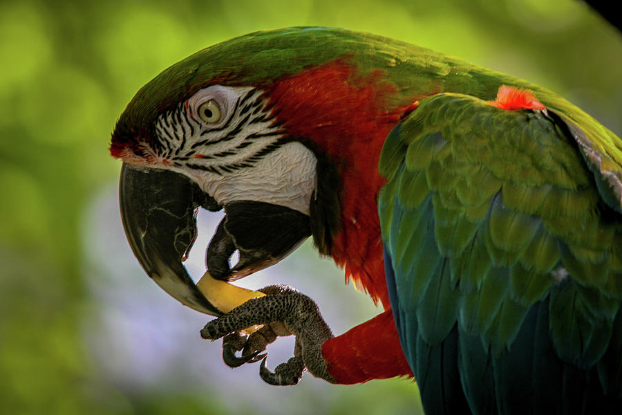 Macaw feeding Photograph by Ramabhadran Thirupattur