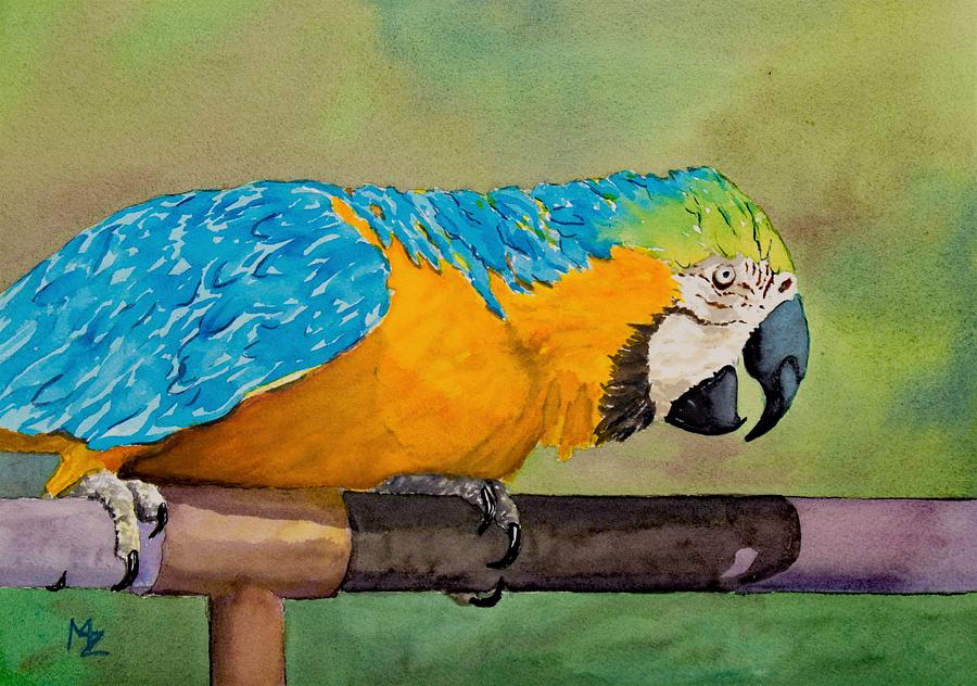 Macaw in Orange and Blue Painting by Margaret Zabor
