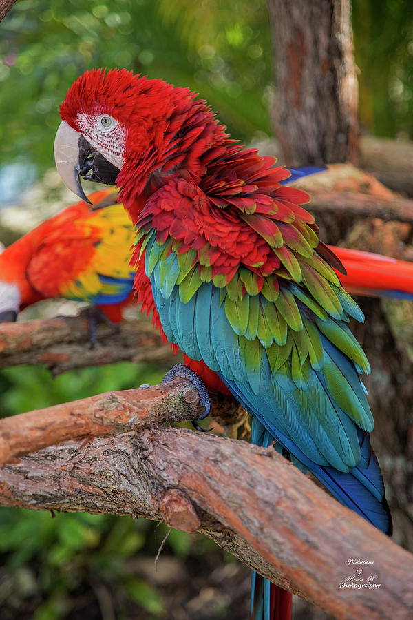 Macaw by Kevin Banker Macaw by Kevin Banker