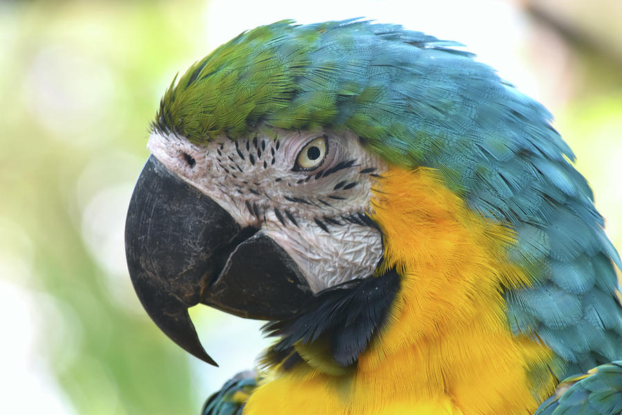Macaw Photograph - Macaw Nz17 1 by Robert Michaud