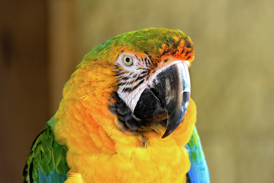Macaw Parrot Portrait Photograph by Jim Vallee