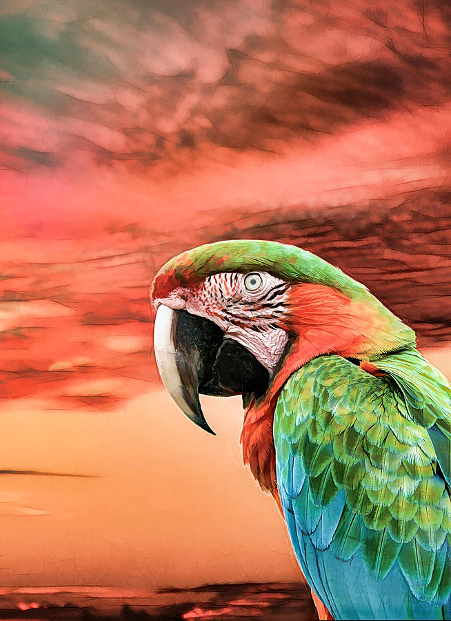 Macaw Parrot Photograph by Rosalie Scanlon