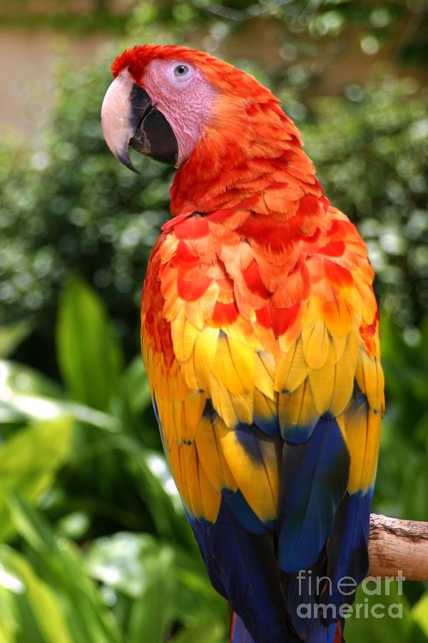 Feather Photograph - Macaw Sitting On A Branch by Paul Banton Feather Photograph - Macaw Sitting On A Branch by Paul Banton