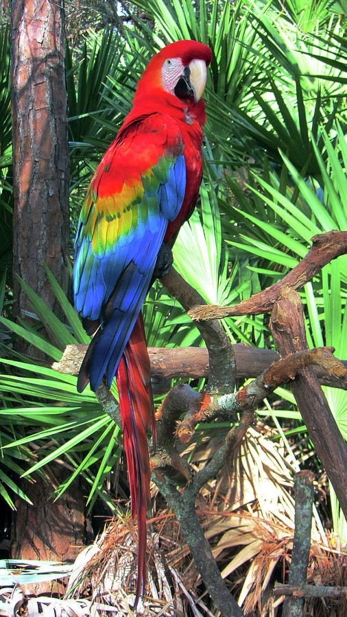 Macaw Photograph - Macaw Sjg 1 by Robert Michaud