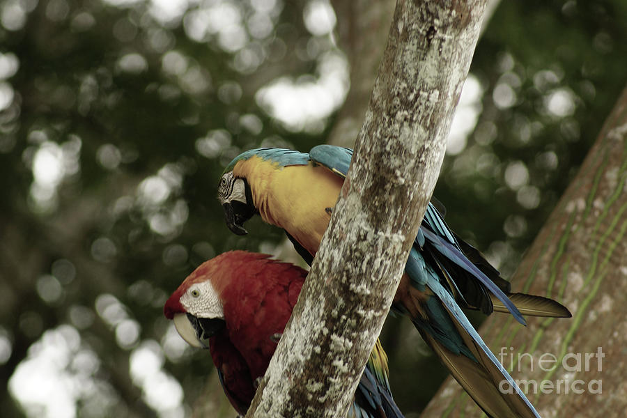 Macaws Photograph by Cassandra Buckley
