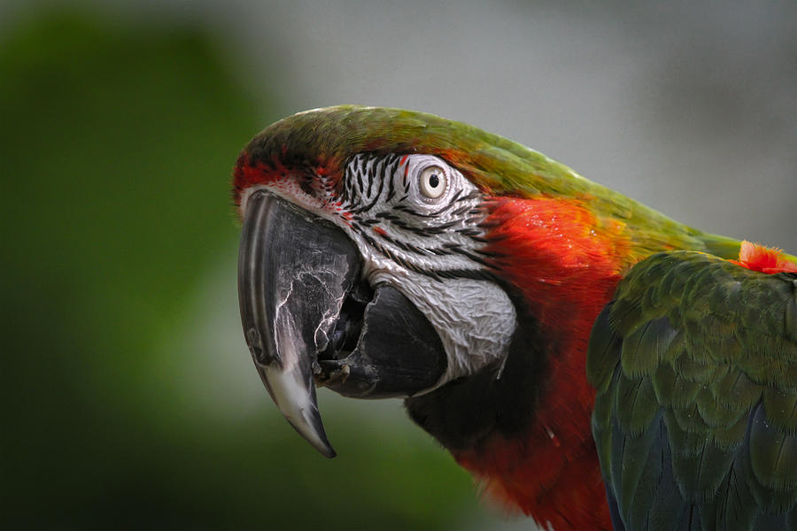 Macaw Photograph by Ramabhadran Thirupattur