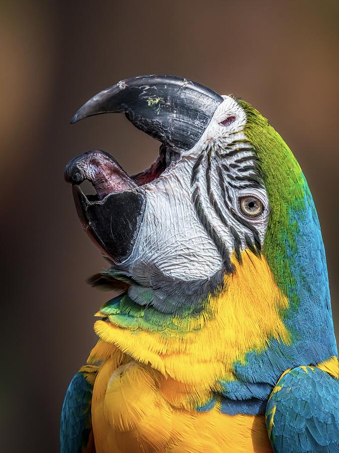 Macaws Tongue Photograph by Ahmed Elkahlawi