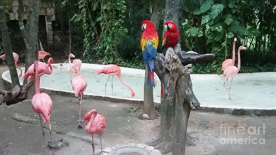 Macaw Duo Among Flamingos Photograph