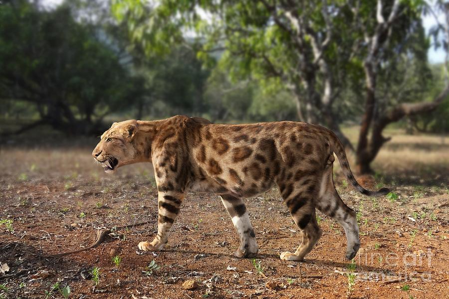 Machairodus Coloradensis Photograph by Roman Uchytel/science Photo ...