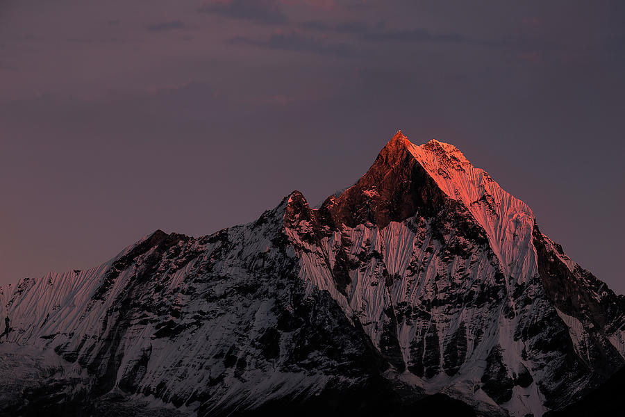 Sunset Photograph - Machhapuchhare. Nepal. Annapurnas. by Richard Le Manz