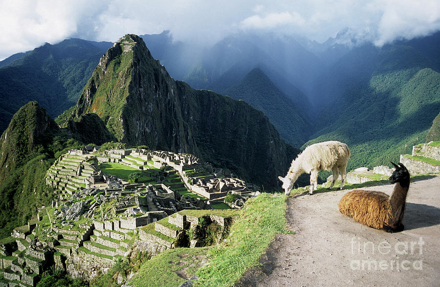 Llama Photograph - Machu Picchu and llamas by James Brunker