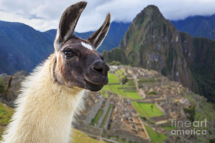 Nature Photograph - Machu Picchu Peru Unesco World by Sunsinger