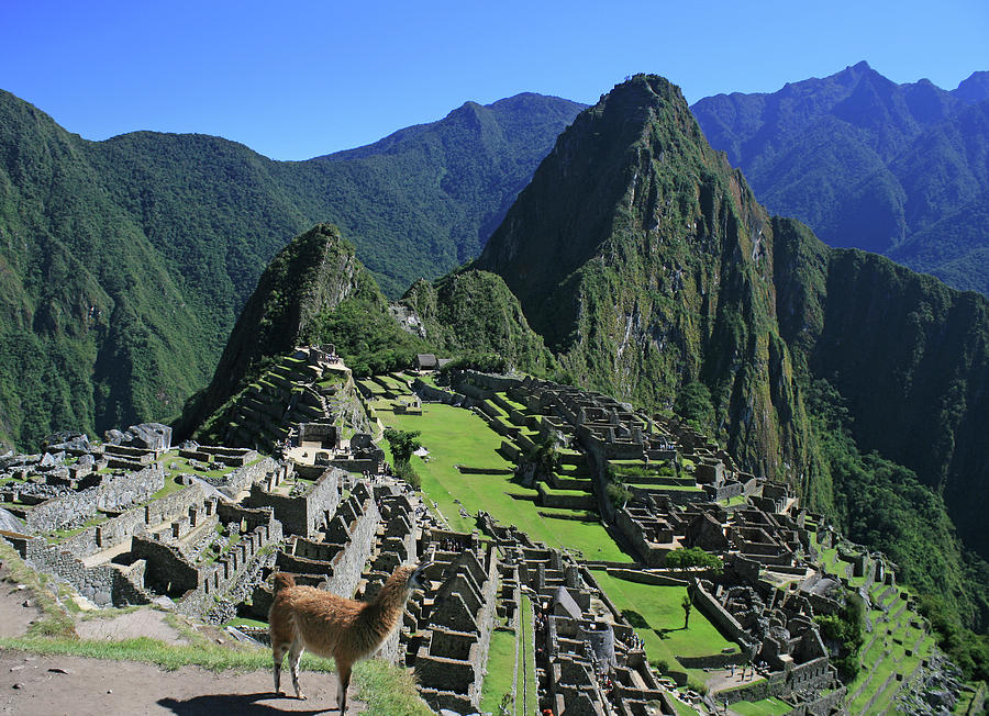 Machu Picchu With Llama Photograph by Eric Rose Photography