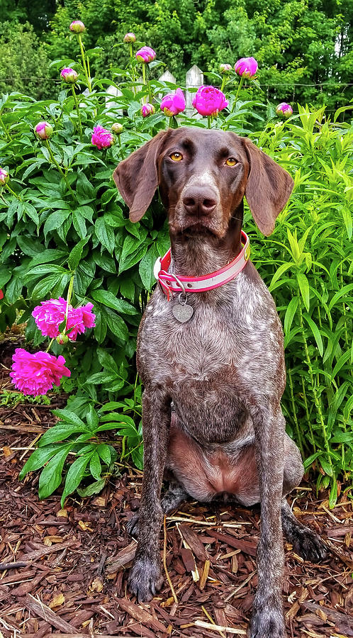 Macie and Peonies Photograph by Brook Burling