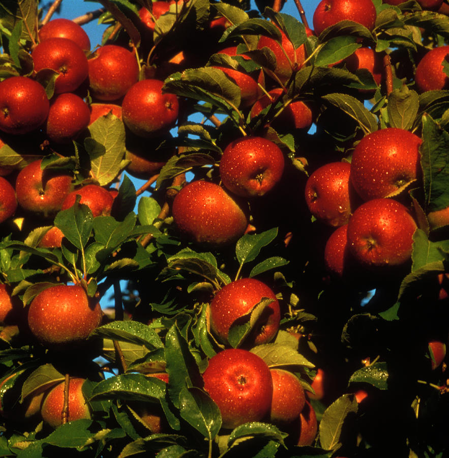 Macintosh Apples Photograph by Lyle Leduc