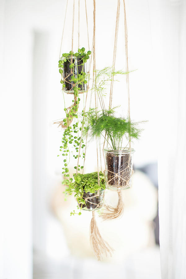 Macrame Plant Holders Photograph by Sabine Lscher
