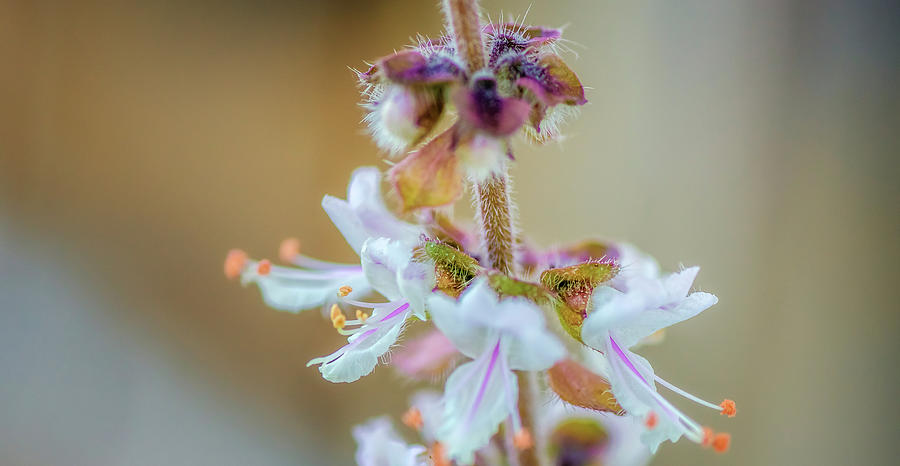Macro Basil Flowers Photograph by Pixie Pics