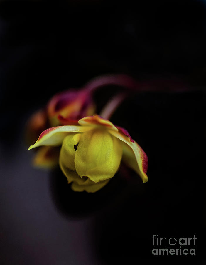 Macro Beauty by Susan Warren Macro Beauty by Susan Warren