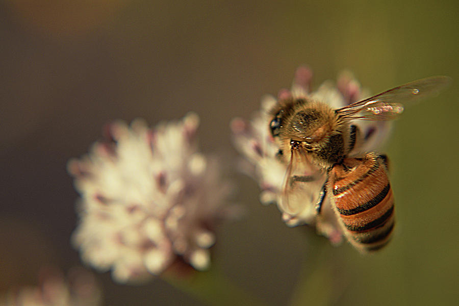Macro Bee Photograph by Chance Kafka