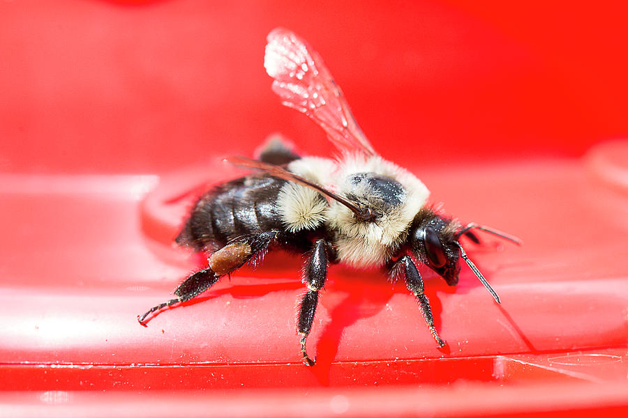 Macro Bee Photograph by David Stasiak