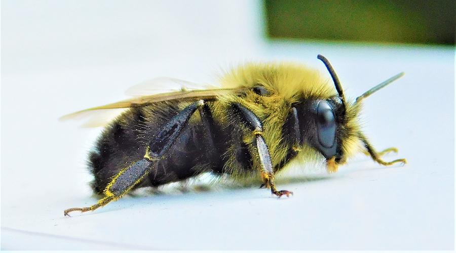 - Macro Bee Photograph by THERESA Nye