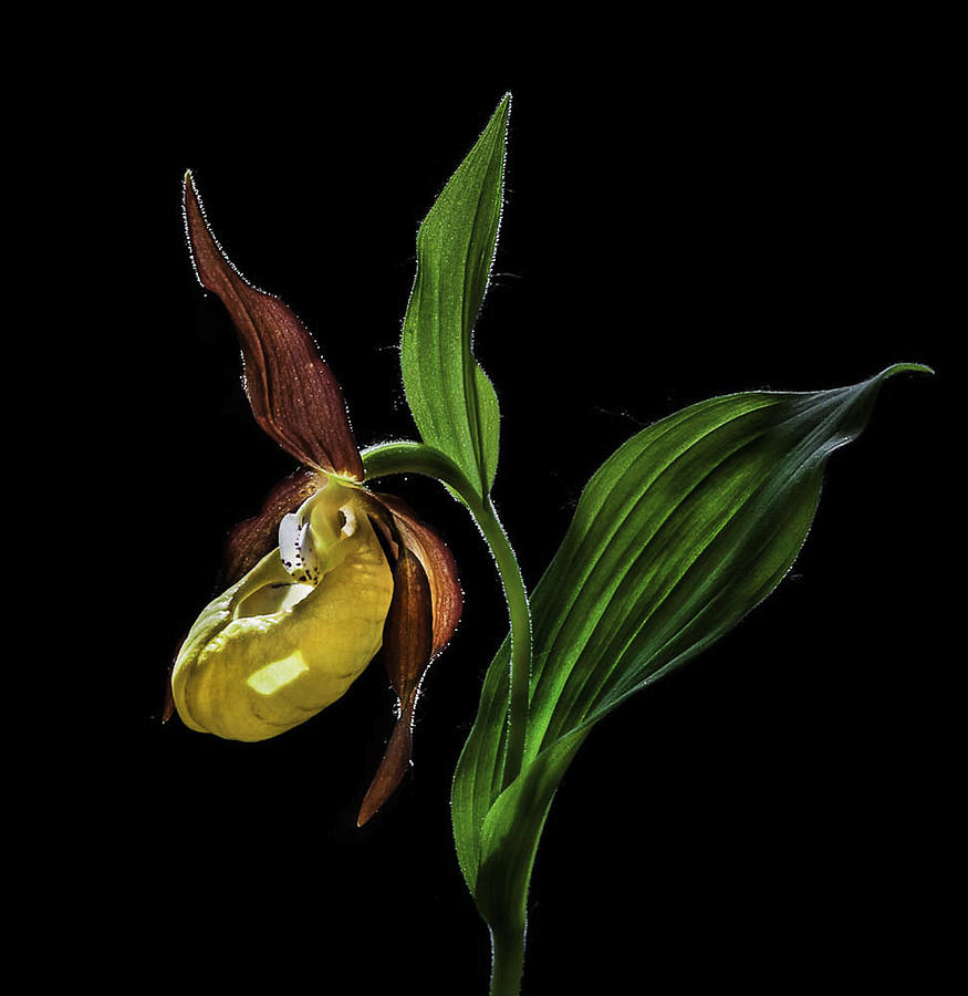 Orchid Photograph - Macro Close-up Photograph Of The Ladys Slipper Orchid  (‘venus Shoes’) Flower In The Wild © N by Nora De Angelli