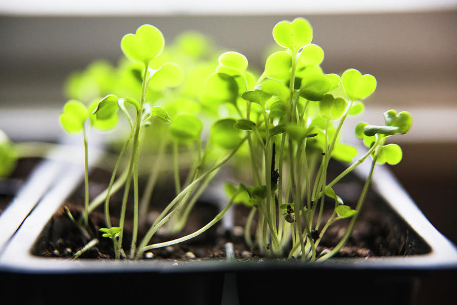 Macro Closeup Detail Arugula Seedlings And Micro Greens Sprouting ...