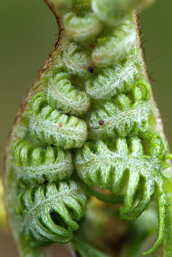 Macro Closeup Of Fern Photograph by Alan Majchrowicz