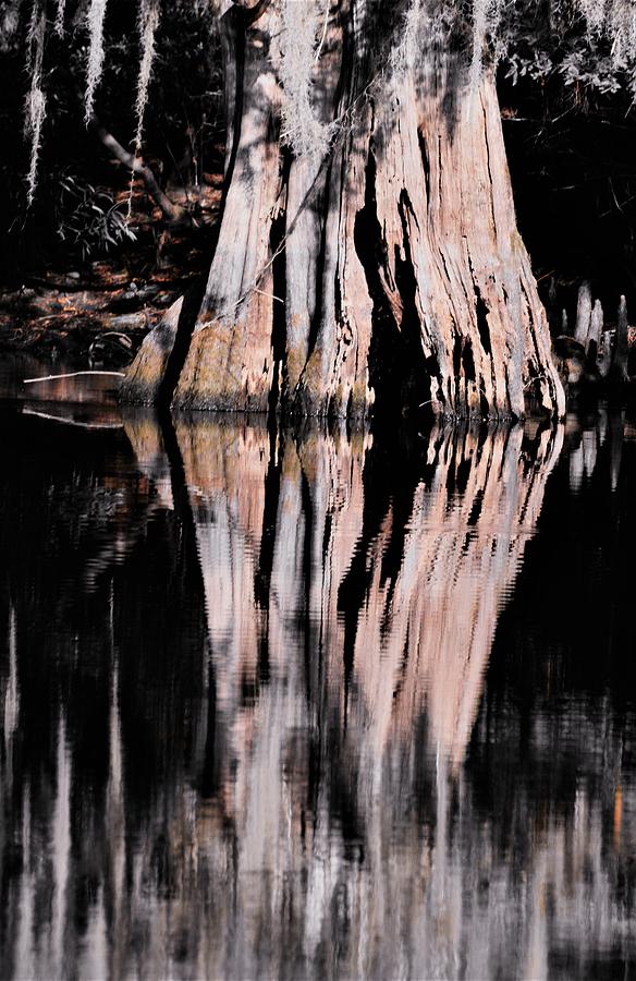 Macro Cypress Reflection with Selected Color Photograph by Warren Thompson
