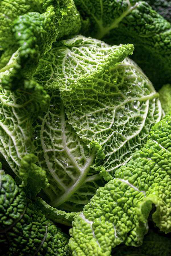 Macro Detail Of Green Cabbage Photograph by Sonia Bozzo