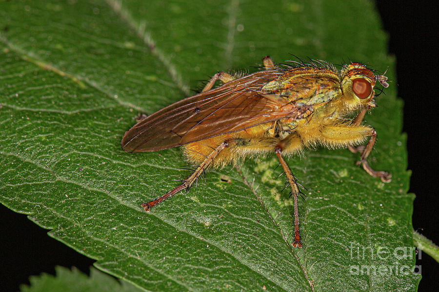 Macro Fly by Brian Roscorla Macro Fly by Brian Roscorla
