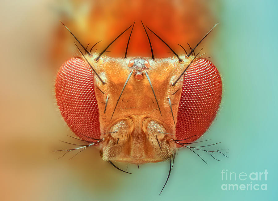Macro Photograph - Macro Insect Spider Bee Stacking by Vasekk