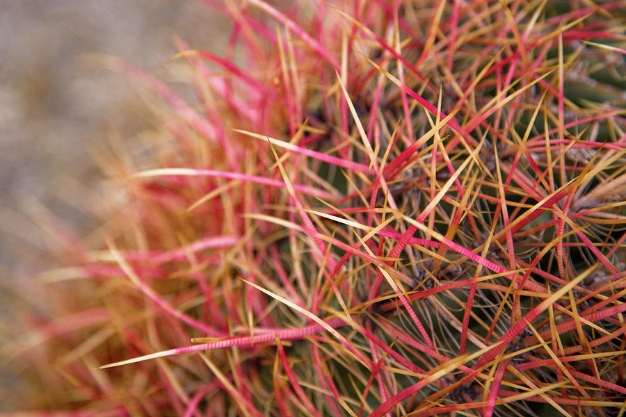 Macro Of A Barrel Cactus With Red Spikes Photograph by Henrik Johansson, Www.shutter-life.com