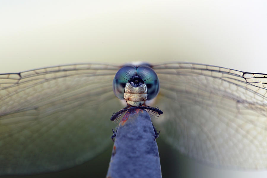 Macro of a Blue Dasher  Photograph by Stamp City