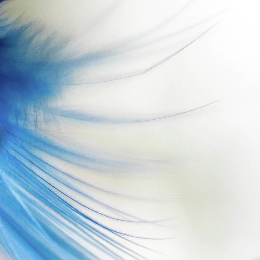 Macro Of A Blue Feather On White Photograph by Carolin Voelker