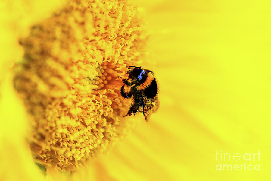 Macro of a Honey Bee crawling over the stamen of a bright yellow sunflower blossom. Photograph by Ulrich Wende