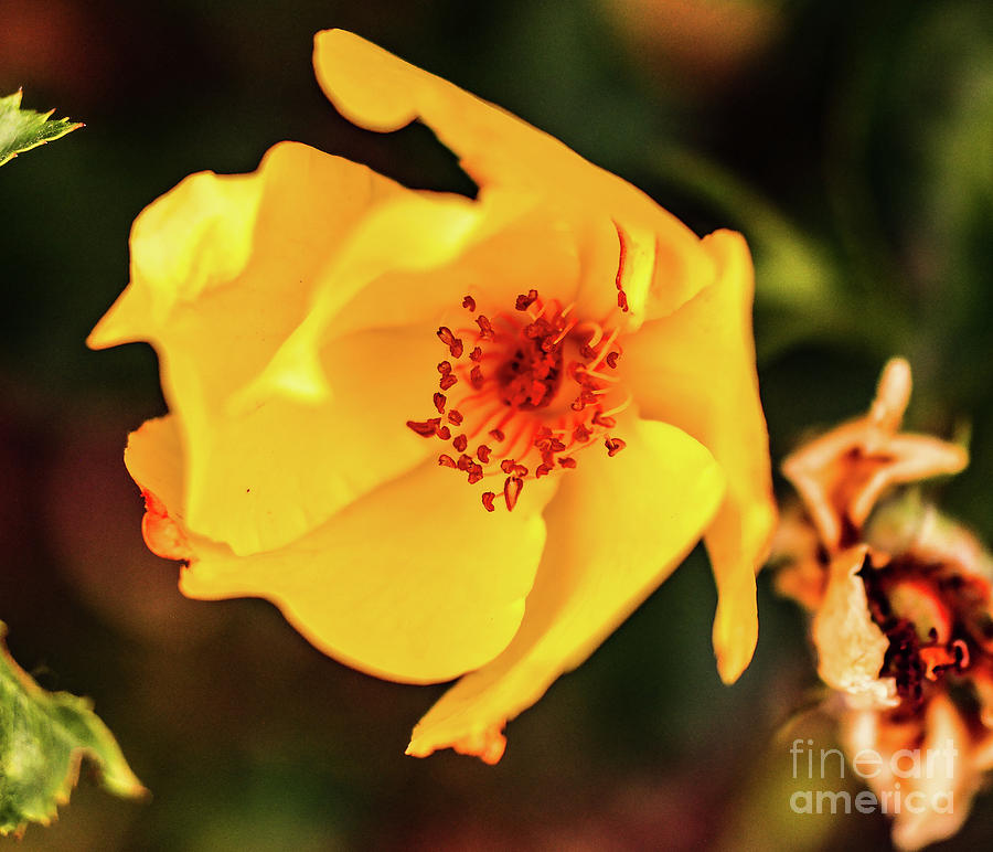 Macro Of A Small Yellow Rose Photograph