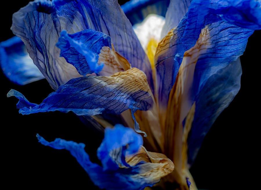 Macro Of An Iris Photograph by Elaine Henshaw