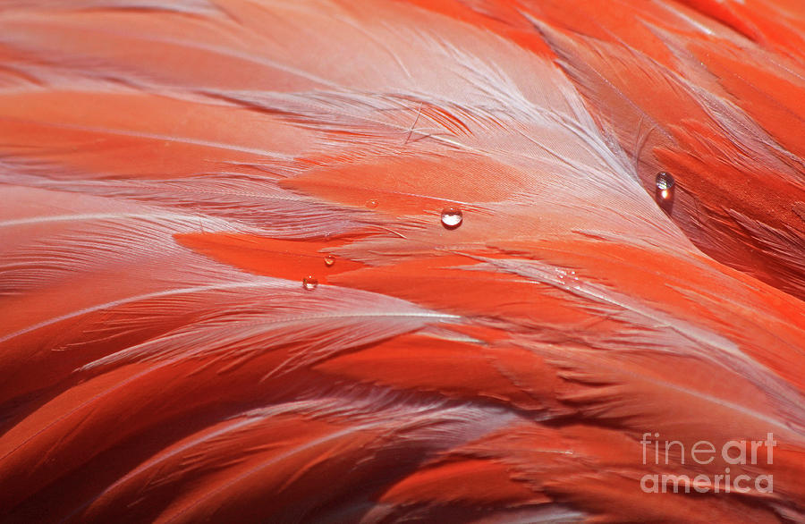 Macro Of Bird Feathers With Water Drops Photograph by Zen Rial