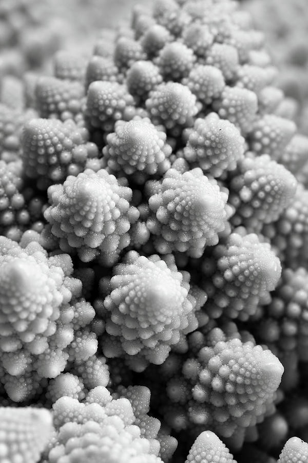 Macro Of Broccoli In Black And White Photograph by Danilo Antonini Www.flickr.com/photos/danilo antonini