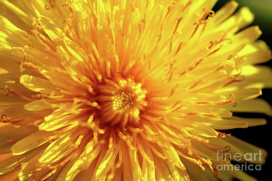 Macro of dandelion flower Photograph by Gregory DUBUS