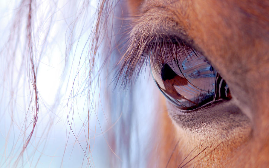 Horse Photograph - Macro Of Horse Eye by Anne Louise Macdonald Of Hug A Horse Farm