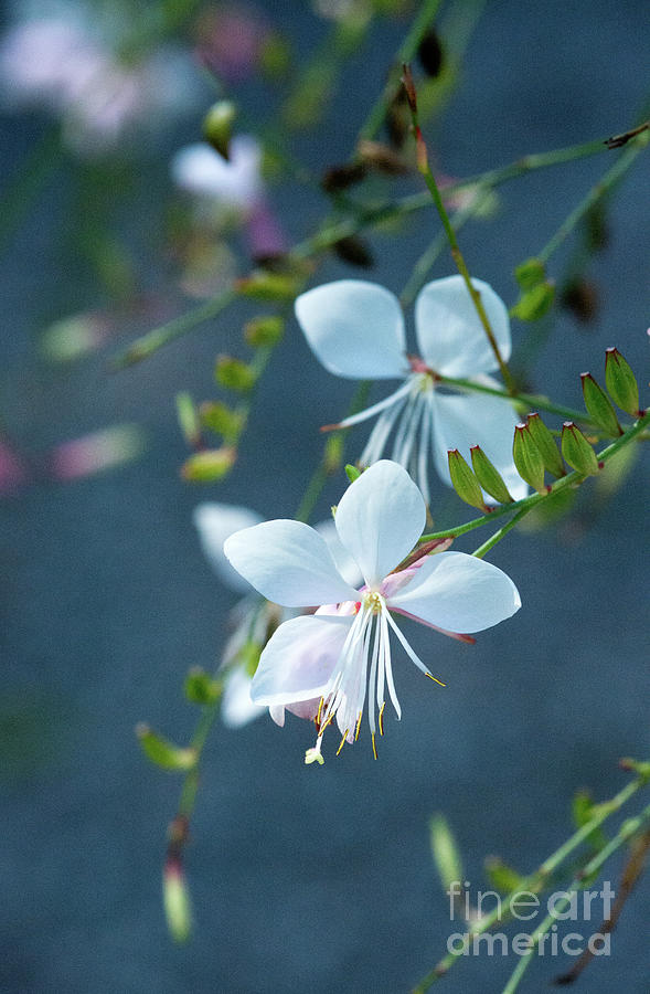 Macro of jasmine flower Jasminoides Photograph by Ingela Christina Rahm