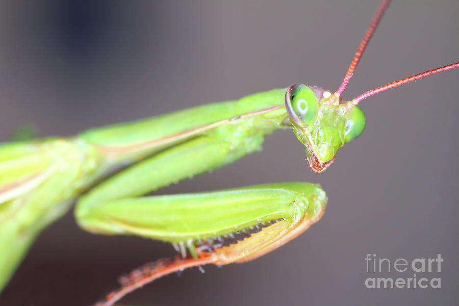 Macro of Mantis head Photograph by Gregory DUBUS