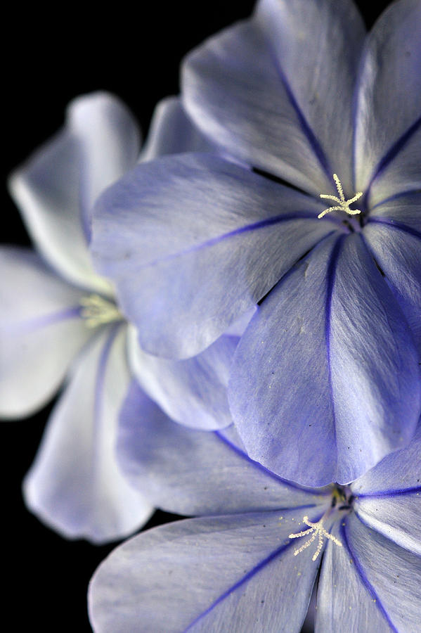 Macro Of Overlapping Purple Flowers Photograph by Rachel Stander