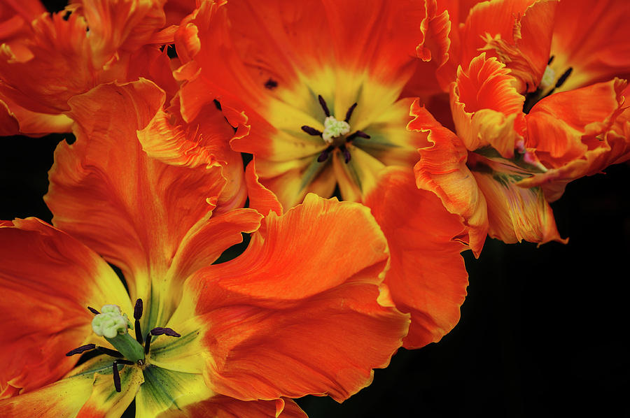 Macro of Tulipa Professor Rontgen 1 Photograph by Jenny Rainbow