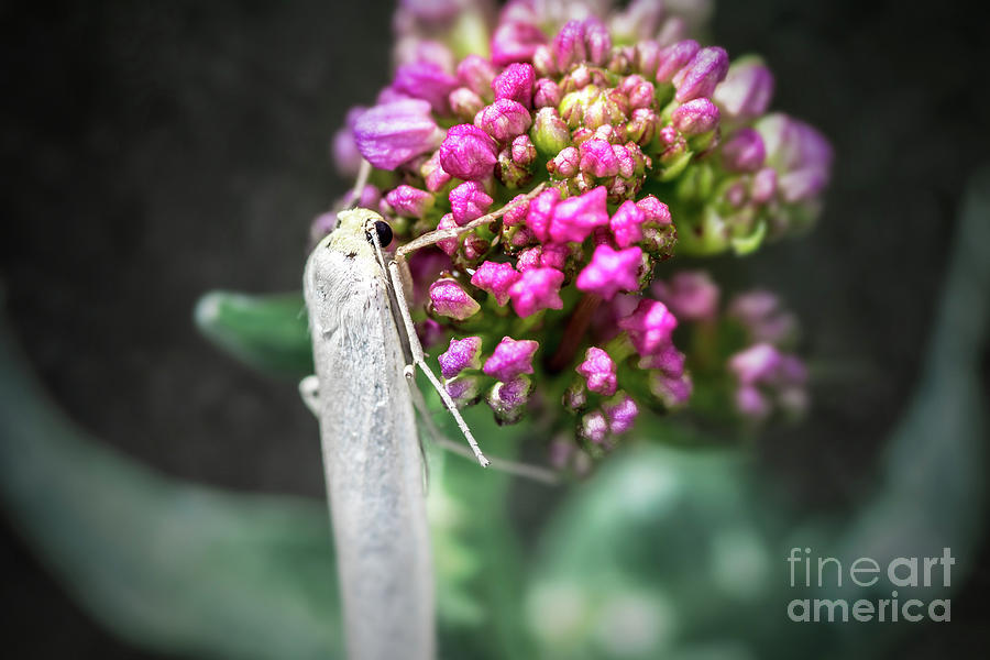Macro of white night butterfly insect on valerian pink flower Photograph by Gregory DUBUS